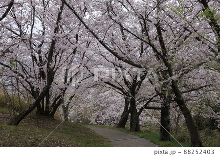 荒尾市 四ツ山神社 桜、 荒尾市 四ツ山神社 桜、 88252403