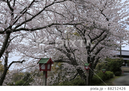 荒尾市　四ツ山神社　桜、 88252426