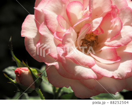 ローズヒルあまがせのバラ　ニコール　大分県日田市天瀬町五馬市 88252504