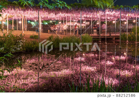 「栃木県」あしかがフラワーパークの藤の花 88252586