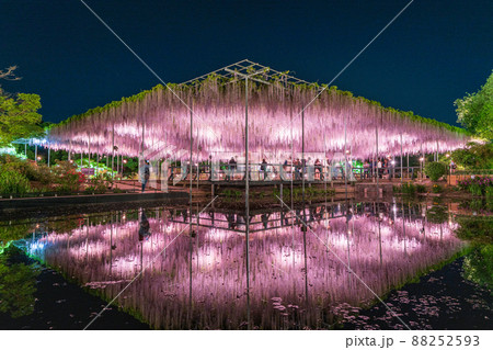 「栃木県」あしかがフラワーパークの藤の花 「栃木県」あしかがフラワーパークの藤の花 88252593