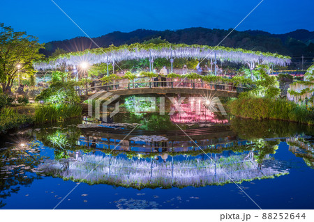 「栃木県」あしかがフラワーパークの藤の花 88252644