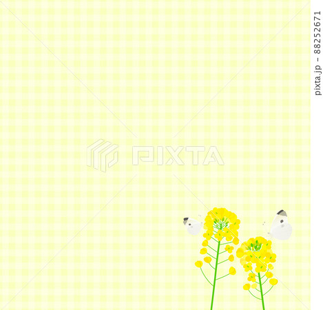背景素材 菜の花 蝶 モンシロチョウ(ギンガムチェック) 背景素材 菜の花 蝶 モンシロチョウ(ギンガムチェック) 88252671