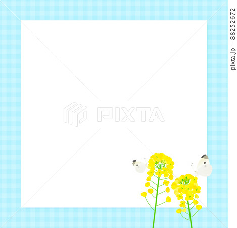 背景素材 菜の花 蝶 モンシロチョウ(ギンガムチェック) 背景素材 菜の花 蝶 モンシロチョウ(ギンガムチェック) 88252672