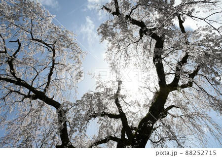 久遠寺のしだれ桜 久遠寺のしだれ桜 88252715