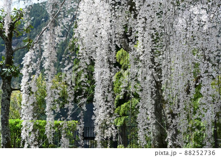久遠寺のしだれ桜 88252736