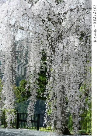 久遠寺のしだれ桜 88252737