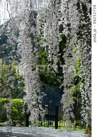 久遠寺のしだれ桜 久遠寺のしだれ桜 88252738