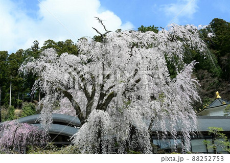 久遠寺のしだれ桜 久遠寺のしだれ桜 88252753