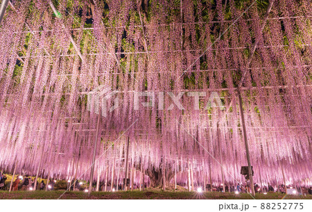 「栃木県」あしかがフラワーパークの藤の花 88252775
