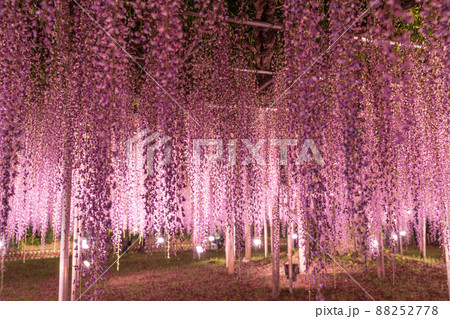 「栃木県」あしかがフラワーパークの藤の花 「栃木県」あしかがフラワーパークの藤の花 88252778