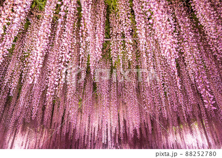 「栃木県」あしかがフラワーパークの藤の花 「栃木県」あしかがフラワーパークの藤の花 88252780