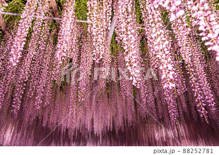 「栃木県」あしかがフラワーパークの藤の花 88252781