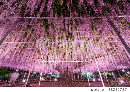 「栃木県」あしかがフラワーパークの藤の花 「栃木県」あしかがフラワーパークの藤の花 88252787