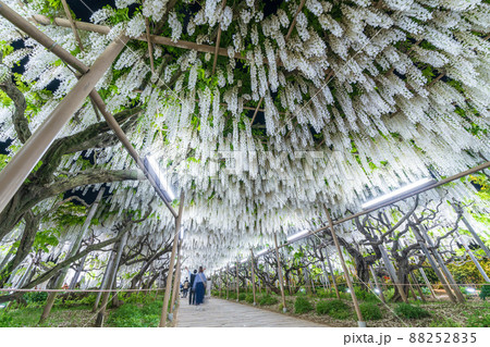 「栃木県」あしかがフラワーパークの藤の花 88252835
