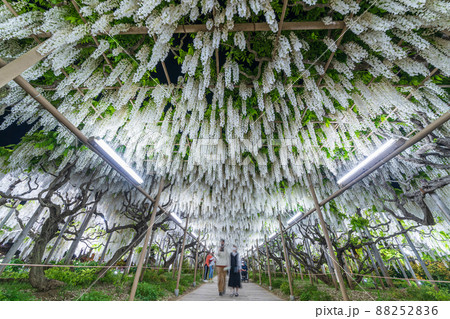 「栃木県」あしかがフラワーパークの藤の花 88252836