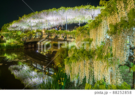 「栃木県」あしかがフラワーパークの藤の花 88252858