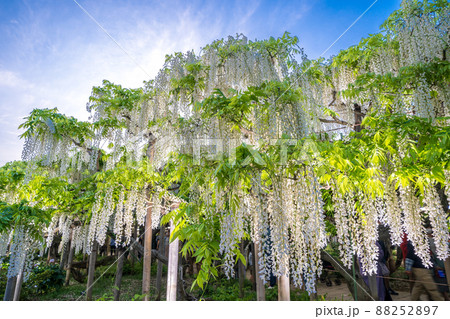 「栃木県」あしかがフラワーパークの藤の花 88252897