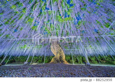 「栃木県」あしかがフラワーパークの藤の花 88252950