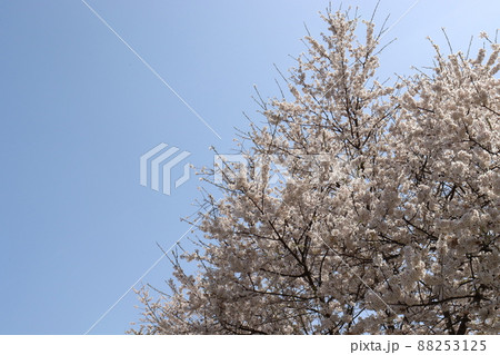 春の風景 春の風景 88253125