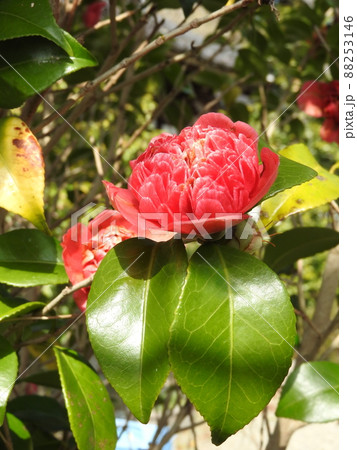 ツバキ(椿):ベニボクハン/ベニカラコ ツバキ(椿):ベニボクハン/ベニカラコ 88253146