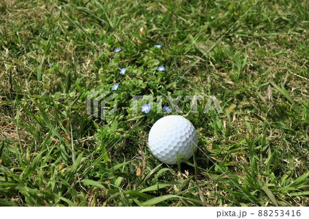 春のゴルフ場セミラフのボールと淡い花 88253416
