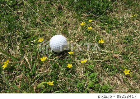 春のゴルフ場セミラフのボールと淡い黄色い小花 88253417