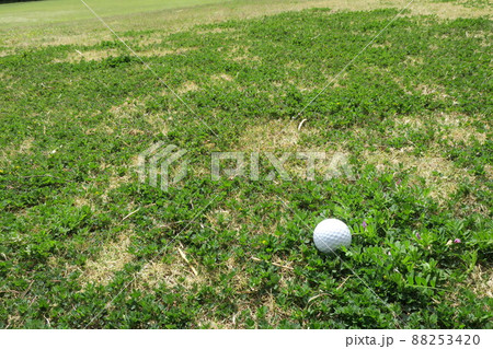 春のゴルフ場セミラフのボールと淡い小花 88253420