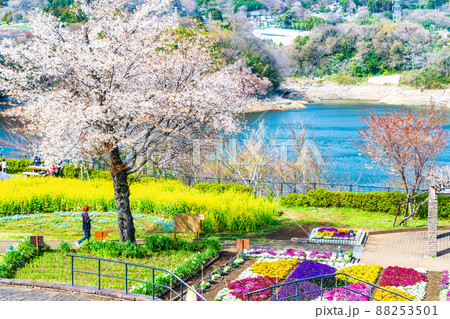 神奈川県 津久井湖城山公園 花の苑地 神奈川県 津久井湖城山公園 花の苑地 88253501