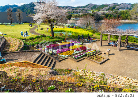 神奈川県　津久井湖城山公園 花の苑地 88253503