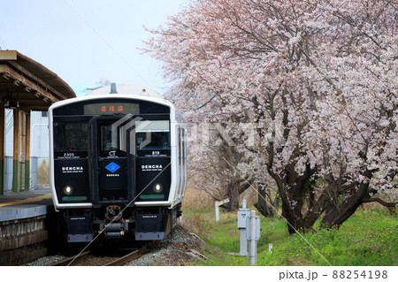 桜とBEC819系電車「DENCHA」（JR九州） 88254198