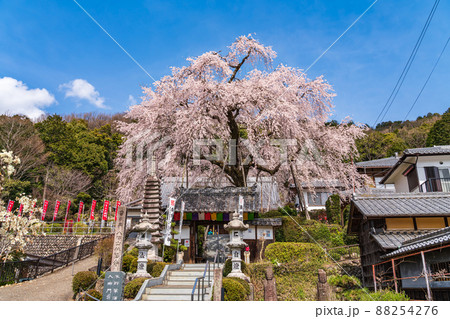 春の林陽寺、満開のしだれ桜〈岐阜県岐阜市〉 88254276
