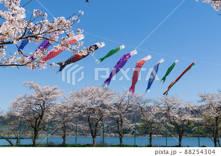 滋賀県余呉湖 満開の桜と鯉のぼり 滋賀県余呉湖 満開の桜と鯉のぼり 88254304