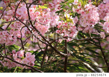 河津桜と枝に憩うメジロ white-eye resting on cherry branch 河津桜と枝に憩うメジロ white-eye resting on cherry branch 88254674