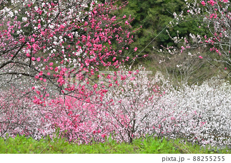 四国高知県仁淀川の花桃(はなもも) 四国高知県仁淀川の花桃(はなもも) 88255255