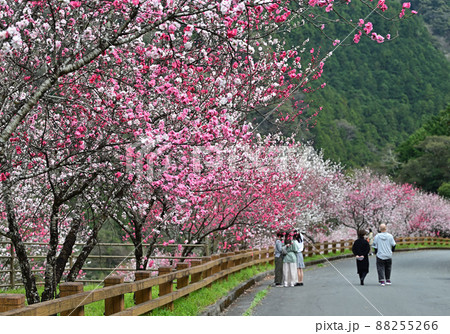 四国高知県仁淀川の花桃(はなもも) 四国高知県仁淀川の花桃(はなもも) 88255266