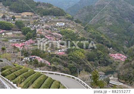 四国高知県仁淀川の花桃(はなもも) 四国高知県仁淀川の花桃(はなもも) 88255277