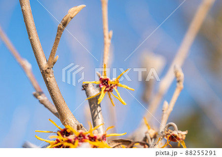 青空とマンサクの花 88255291