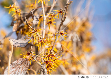 青空とマンサクの花 青空とマンサクの花 88255292