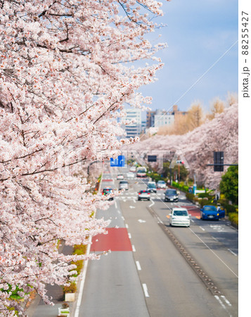 国立市 桜満開の大学通りの写真素材 [88255427] - PIXTA