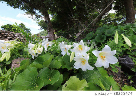 沖縄　今帰仁　今帰仁城跡　咲き誇るテッポウユリ 88255474