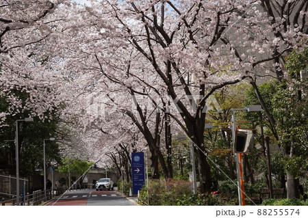 3月　港区1752六本木さくら坂･満開の桜並木 88255574