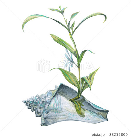 Watercolor Illustration Of A Chlorophytum のイラスト素材