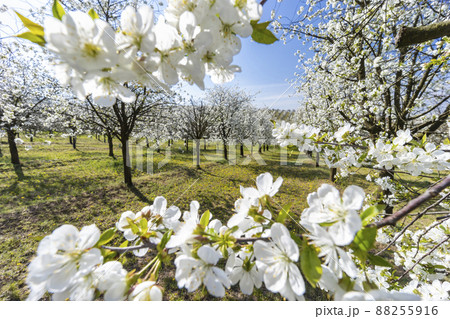flowering cherry orchard near Cejkovice, Southern Moravia, Czech Republic 88255916