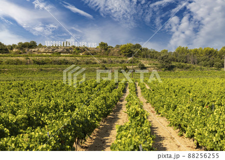 Typical vineyard near Vacqueyras, Cotes du Rhone, France Typical vineyard near Vacqueyras, Cotes du Rhone, France 88256255