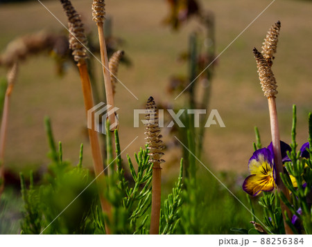 ツクシ　春イメージ 88256384