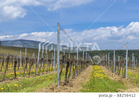 Spring vineyards under Palava near Milovice, Southern Moravia, Czech Republic 88256412