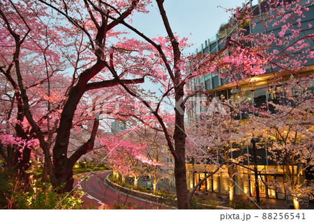 六本木の桜　東京 88256541