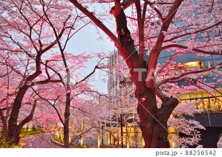 六本木の桜 東京 六本木の桜 東京 88256542
