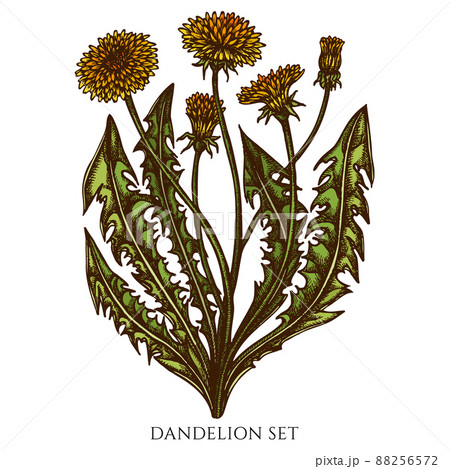 Tea herbs hand drawn vector illustrations collection. Colored dandelion. 88256572